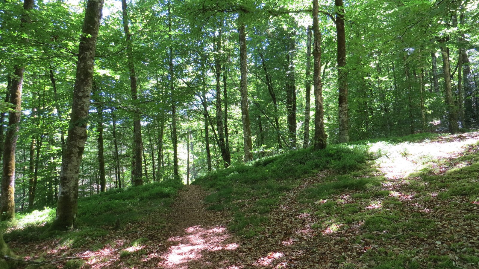 Expérience d’apithérapie et bien-être en Corrèze avec Abeilles & Etoiles en immersion nature et ruches
