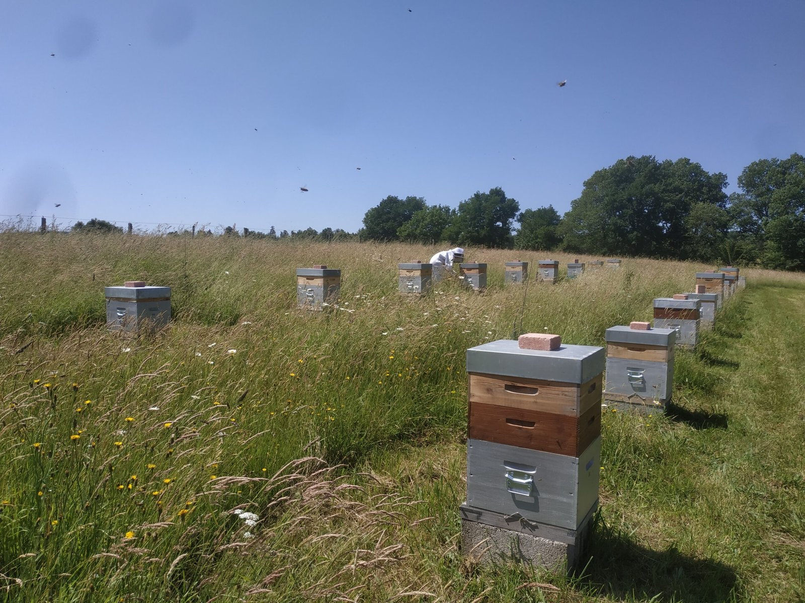 Production de miel en Corrèze dans une ruche d’Abeilles & Etoiles au cœur de la nature